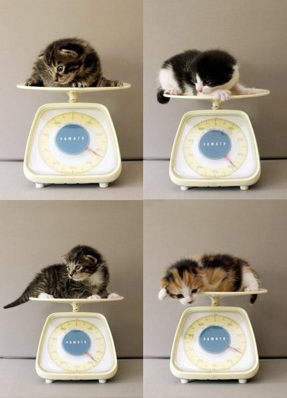 New Kittens Being Weighed